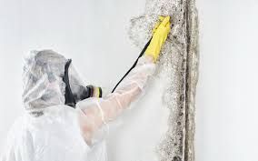 Professional Mold Inspection in Lake Pocotopaug, CT